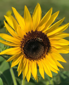 Image of a sunflower.